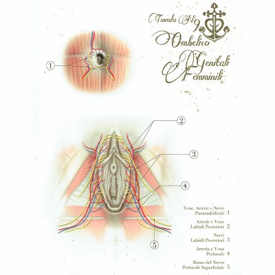 Anatomical Boards for Body Piercing DVD e Libri