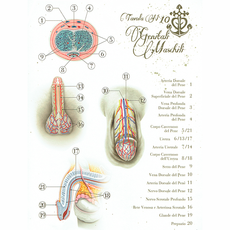 Anatomical Boards for Body Piercing DVD e Libri