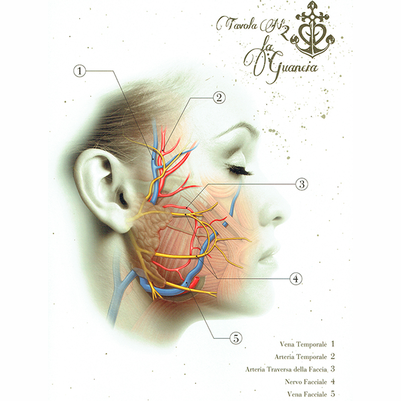 Anatomical Boards for Body Piercing DVD e Libri