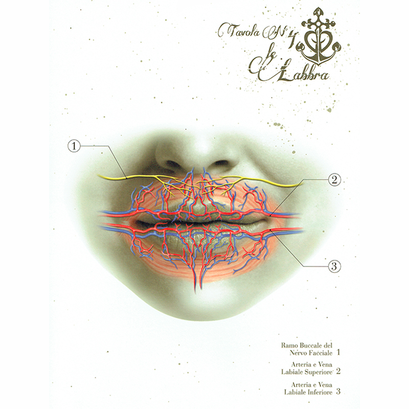 Anatomical Boards for Body Piercing DVD e Libri