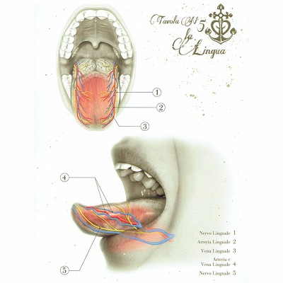 Anatomical Boards for Body Piercing DVD e Libri