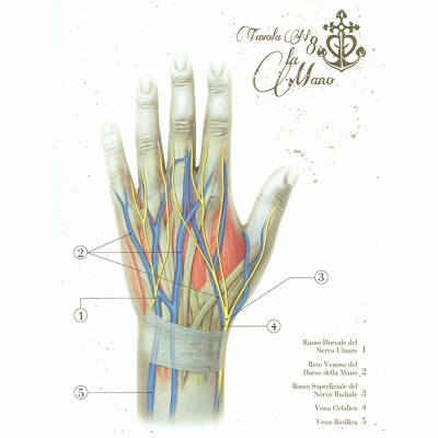 Anatomical Boards for Body Piercing DVD e Libri