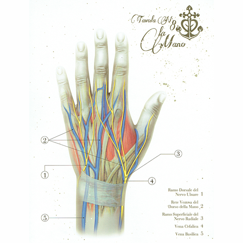 Anatomical Boards for Body Piercing DVD e Libri