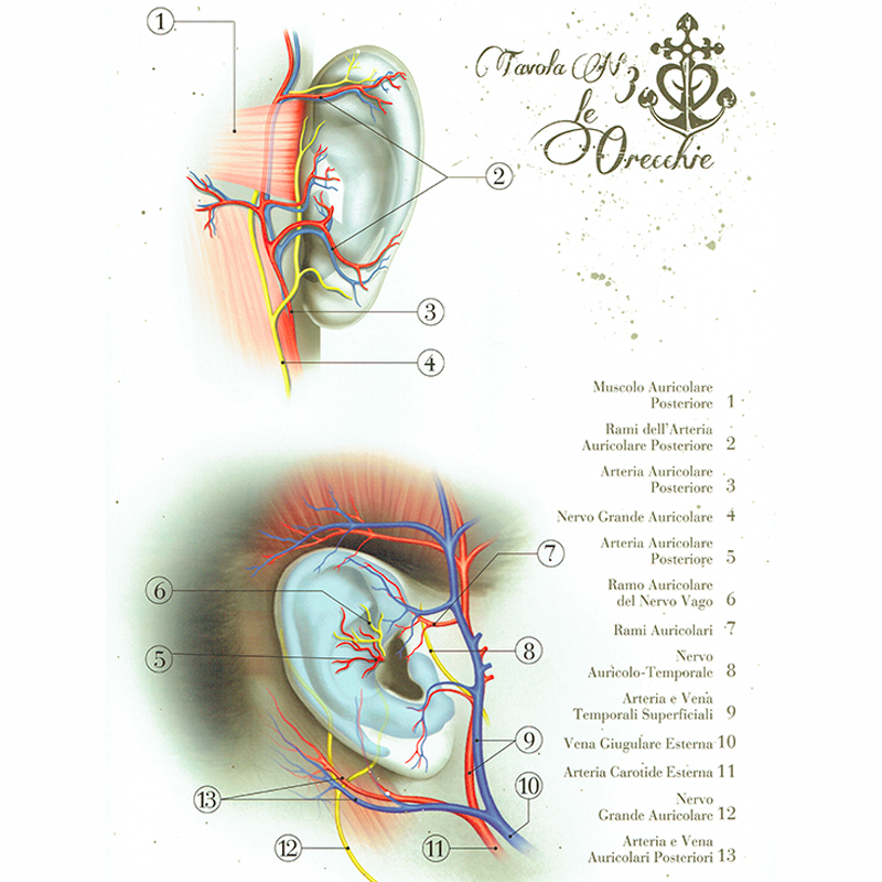 Anatomical Boards for Body Piercing DVD e Libri