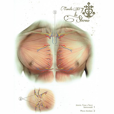 Anatomical Boards for Body Piercing DVD e Libri