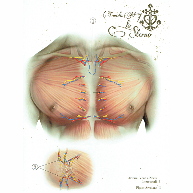 Anatomical Boards for Body Piercing DVD e Libri