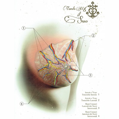 Anatomical Boards for Body Piercing DVD e Libri
