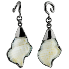 White Shell in Black Brass Weights (Price for Pair)