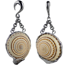 Architectonica Trochlearis Shell in Black Brass Weights (Price for Pair)