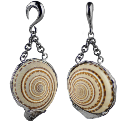 Architectonica Trochlearis Shell in Black Brass Weights (Price for Pair) Orecchio