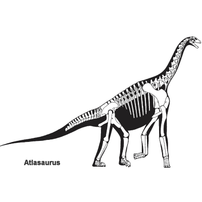 Fossilized Atlasaurus Dino Bone Flat Plug (price for pair)