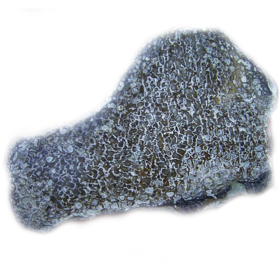 Fossilized Atlasaurus Dino Bone Flat Plug (price for pair)