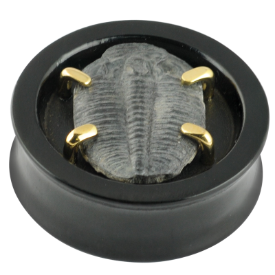 Jet Wood Plug with Fossil Trilobite Setting (Price for Pair) Orecchio