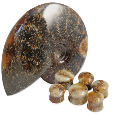 Fossil Ammonite Convex Ear Plug Orecchio