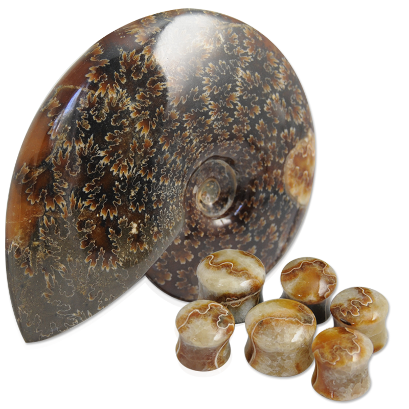 Fossil Ammonite Convex Ear Plug Orecchio