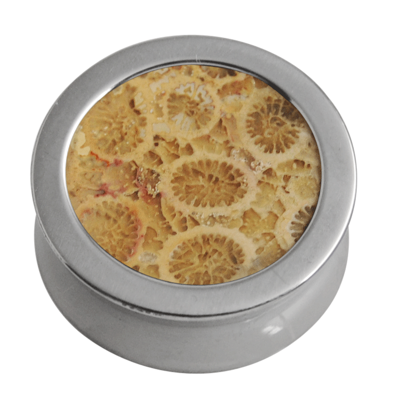 Titanium Plug with Fossil Coral Orecchio